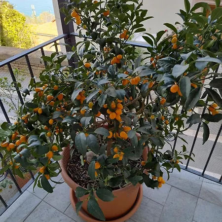 2 Salvatore San Vito Chietino